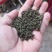 广西中花吴茱萸