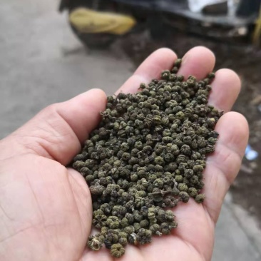 广西中花吴茱萸