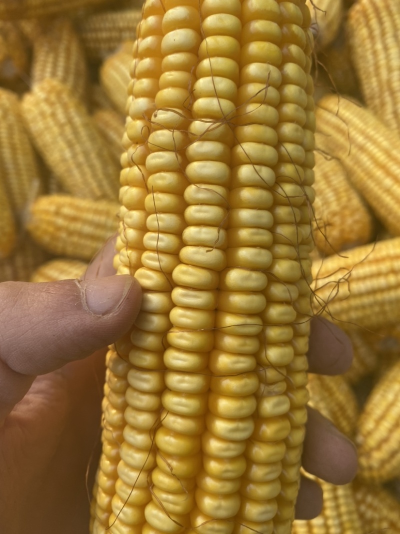 玉米