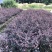 7斤袋红花继木