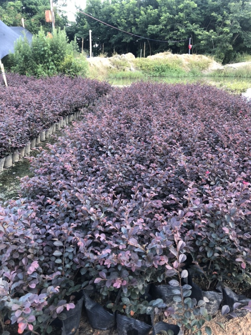 7斤袋红花继木