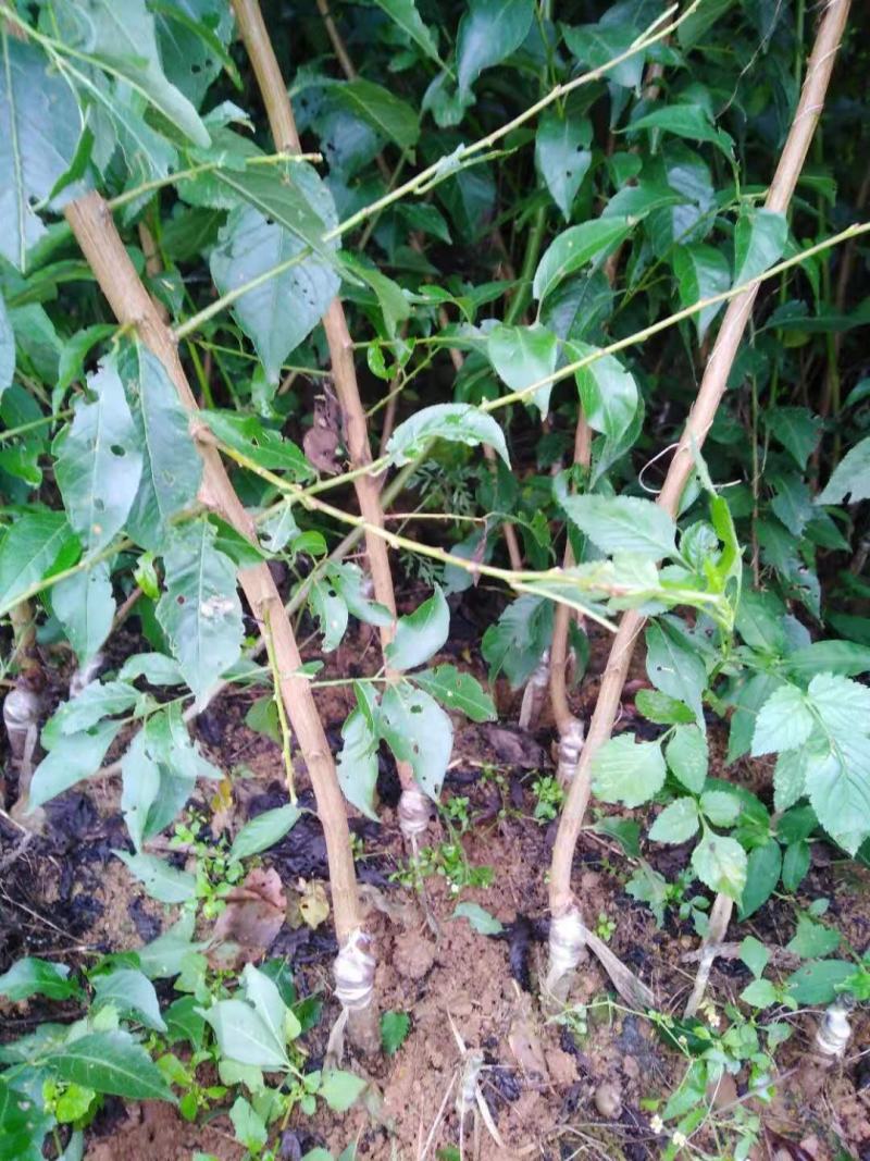 昭通森旺苗圃种植合作社专业培育优质甜脆李子树苗基地直发