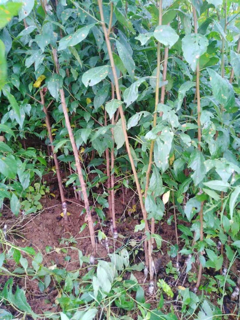 昭通森旺苗圃种植合作社专业培育优质甜脆李子树苗基地直发