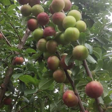 昭通森旺苗圃种植合作社专业培育优质甜脆李子树苗基地直发