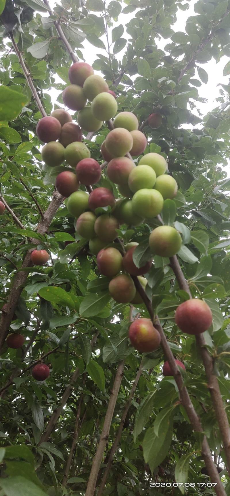 昭通森旺苗圃种植合作社专业培育优质甜脆李子树苗基地直发