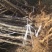 昭通森旺苗圃种植合作社专业培育优质甜脆李子树苗基地直发