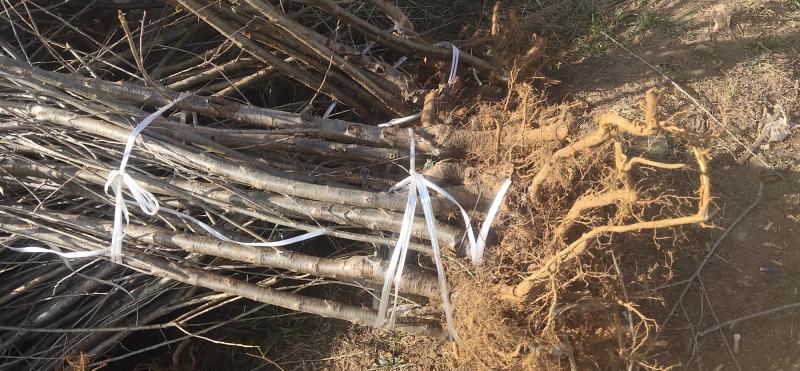 昭通森旺苗圃种植合作社专业培育优质甜脆李子树苗基地直发