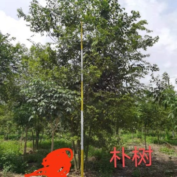 丛庄朴树