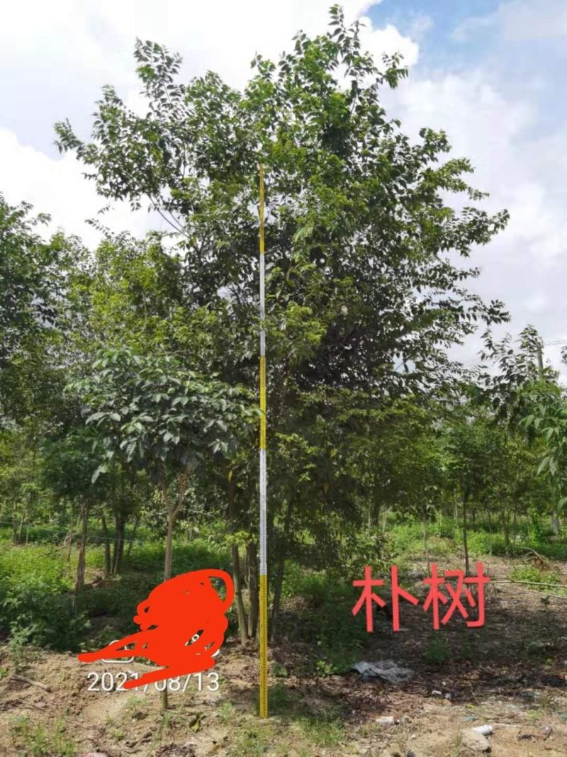 丛庄朴树