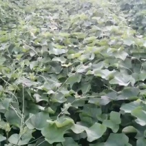 龙须菜