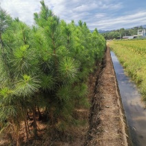 3公分湿地松，湿地松米径3公分价格，基地大量供应