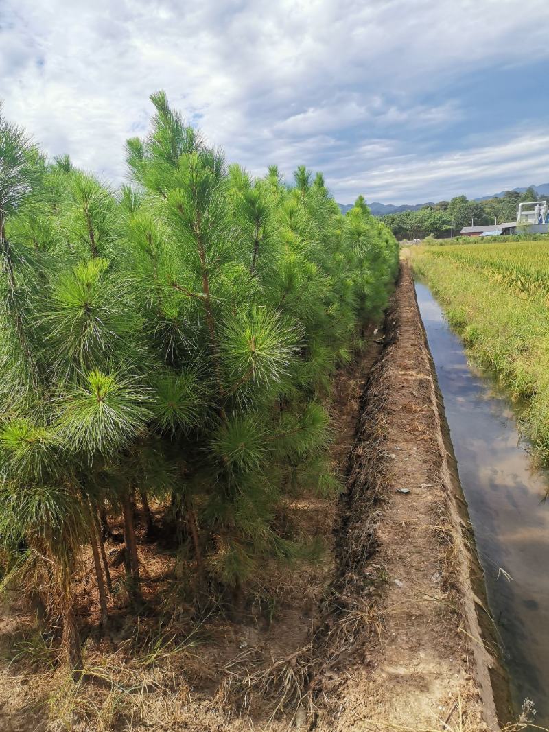 3公分湿地松，湿地松米径3公分价格，基地大量供应