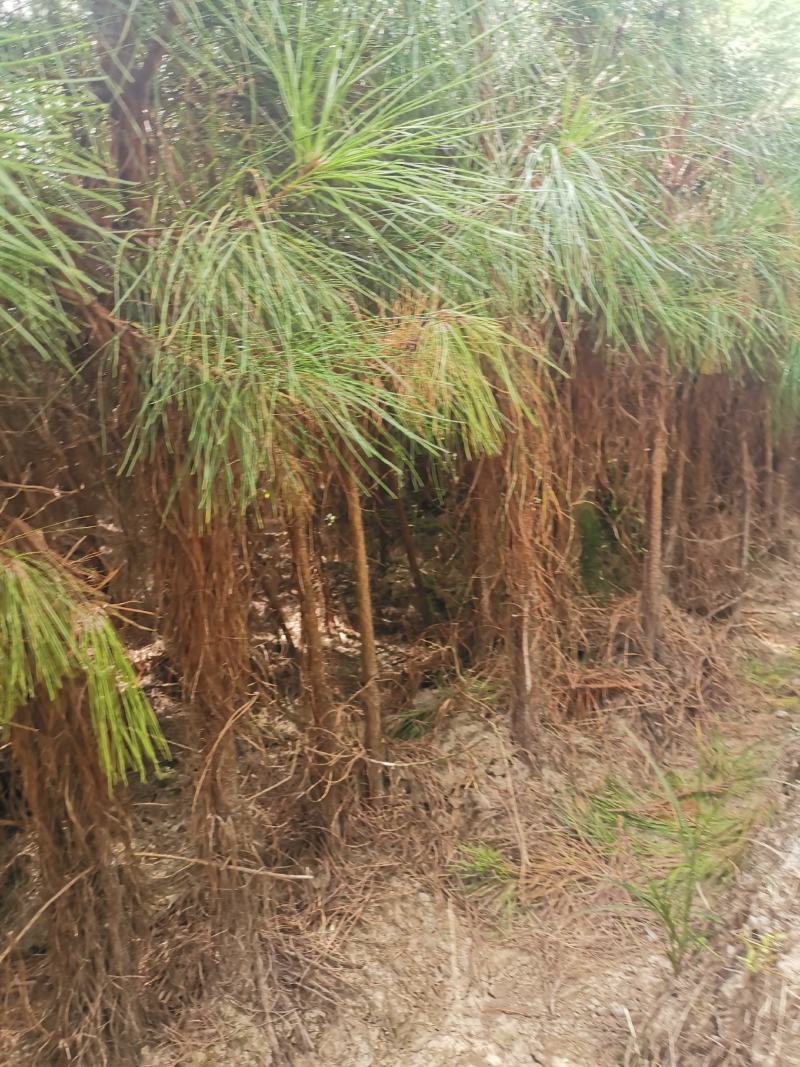 3公分湿地松，湿地松米径3公分价格，基地大量供应