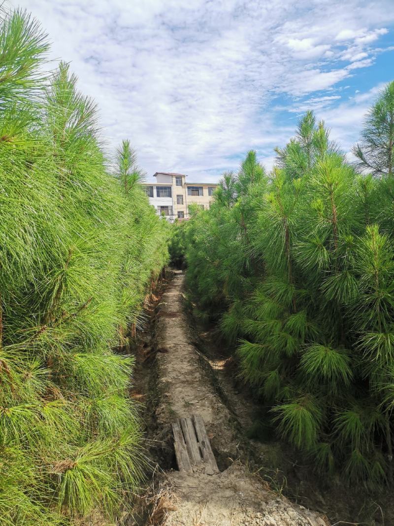 3公分湿地松，湿地松米径3公分价格，基地大量供应