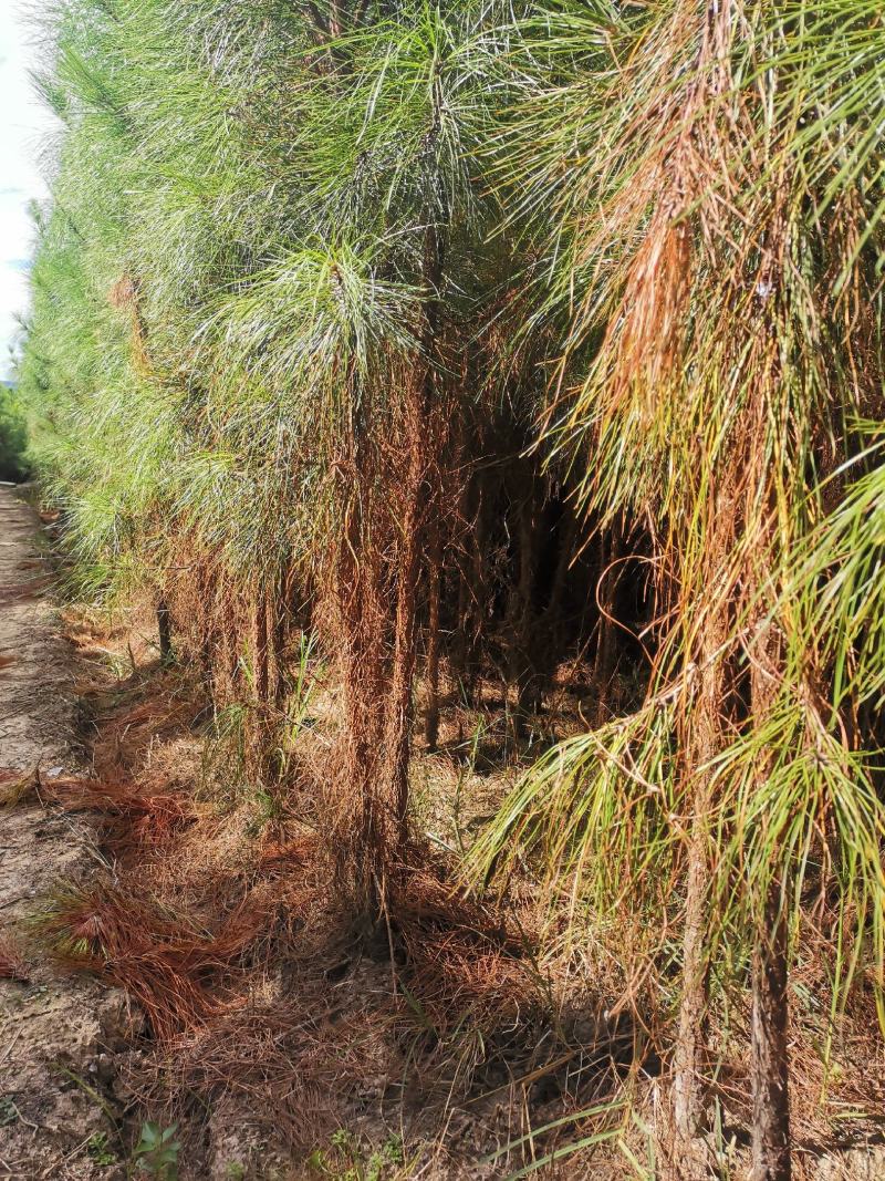 3公分湿地松，湿地松米径3公分价格，基地大量供应