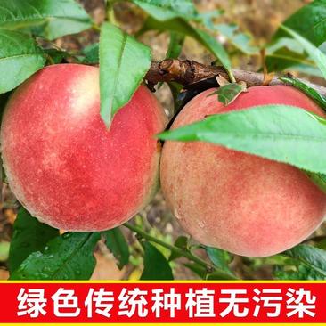 河北唐县中华寿桃精品中华寿桃各种规格都有货源充足