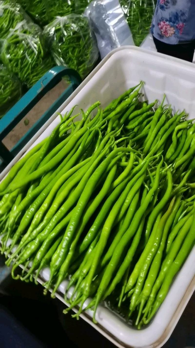 山东线椒，大量上市产地直供，上货量大代发全国各地