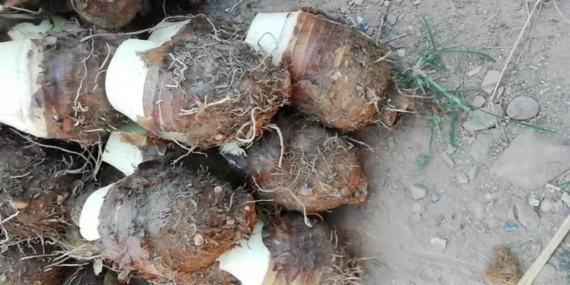 荔浦芋头与普通芋头对比图