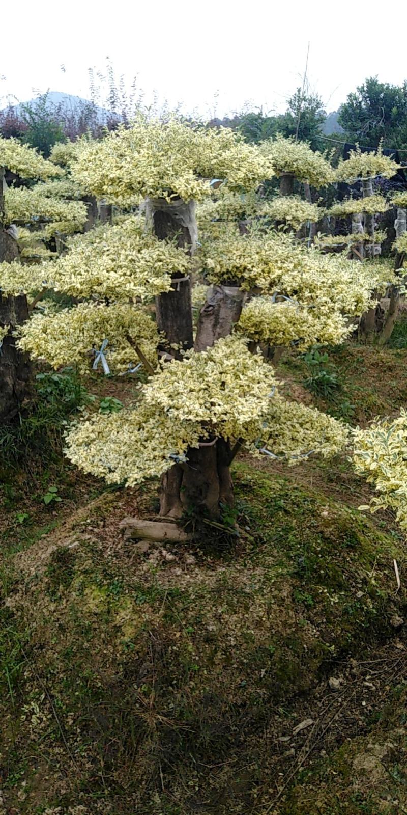 造型金姫水腊