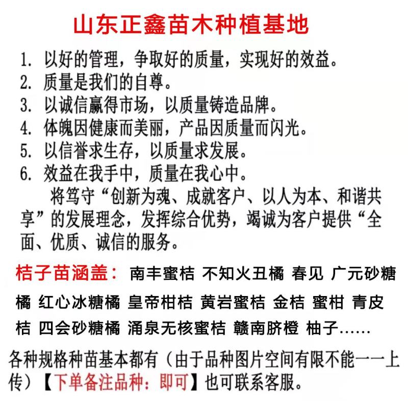 柑桔苗湖北金桔丑橘四川沙糖桔嫁接桔子树苗新品种当年结果