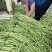 【热卖】干豆角丝青豆角丝品质保障脱水蔬菜厂家直销