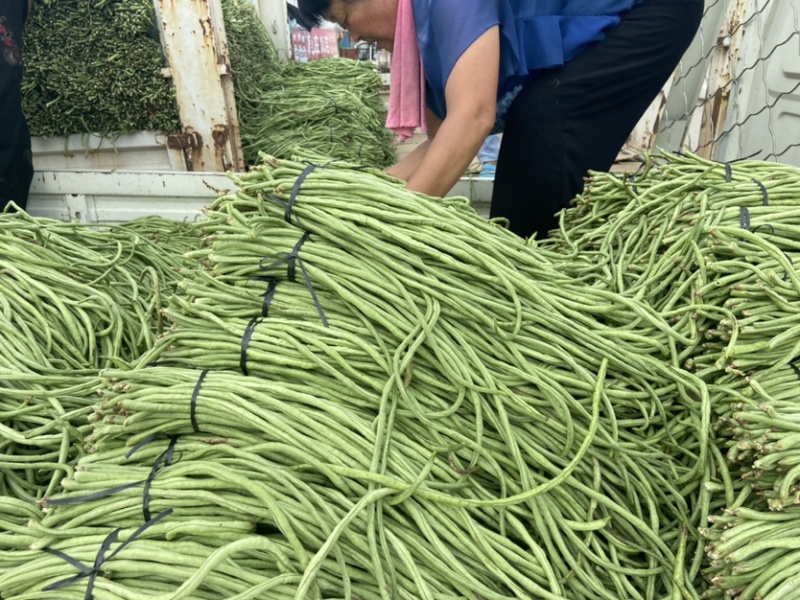 【热卖】干豆角丝青豆角丝品质保障脱水蔬菜厂家直销