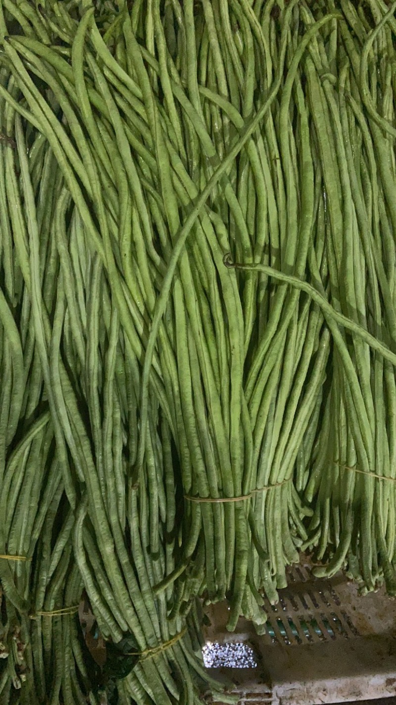 【热卖】干豆角丝青豆角丝品质保障脱水蔬菜厂家直销
