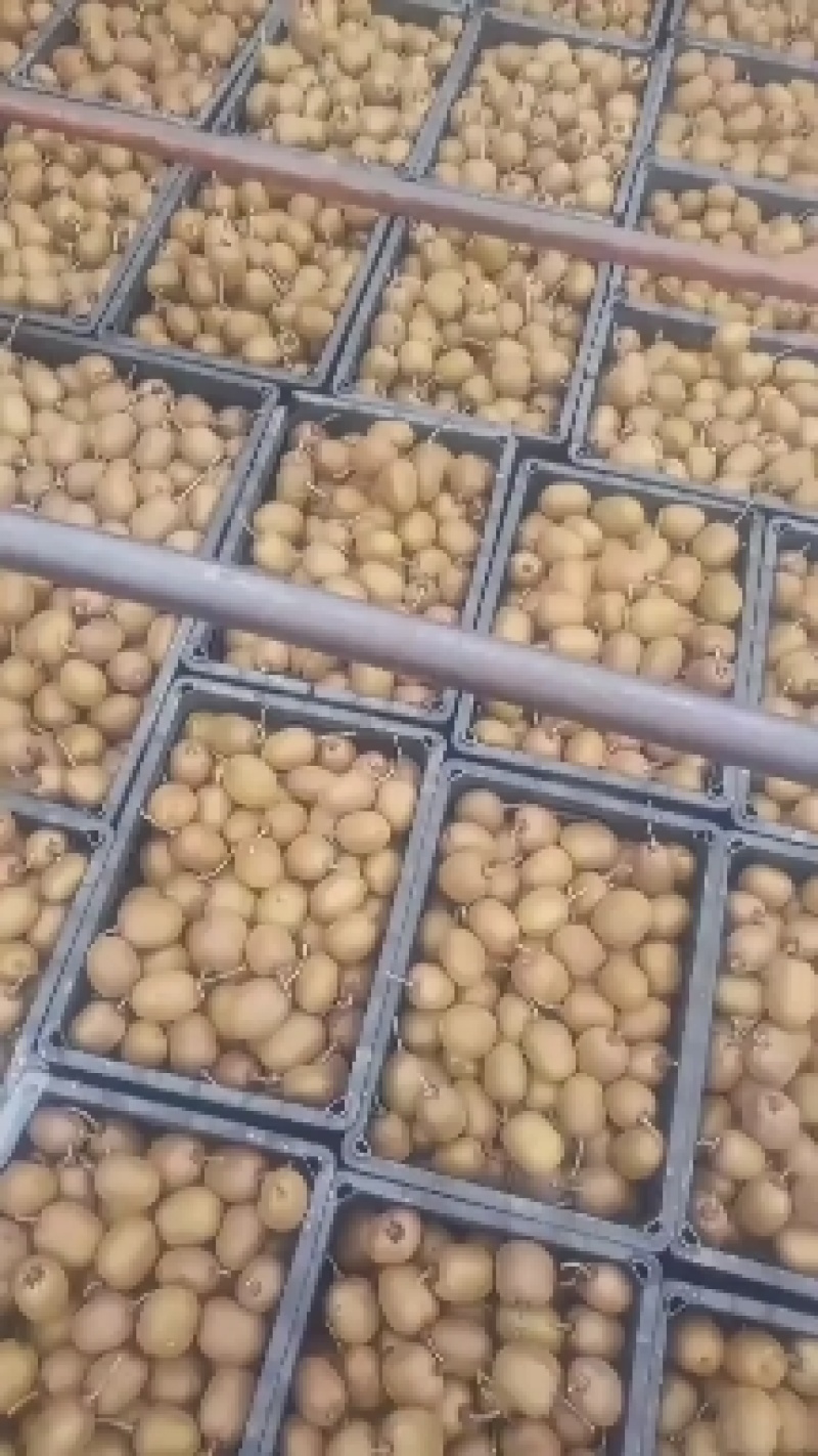 40-80克小果徐香翠香零卖批发的老板欢迎采