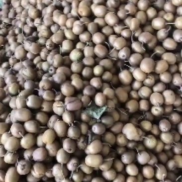 40-80克小果徐香翠香零卖批发的老板欢迎采