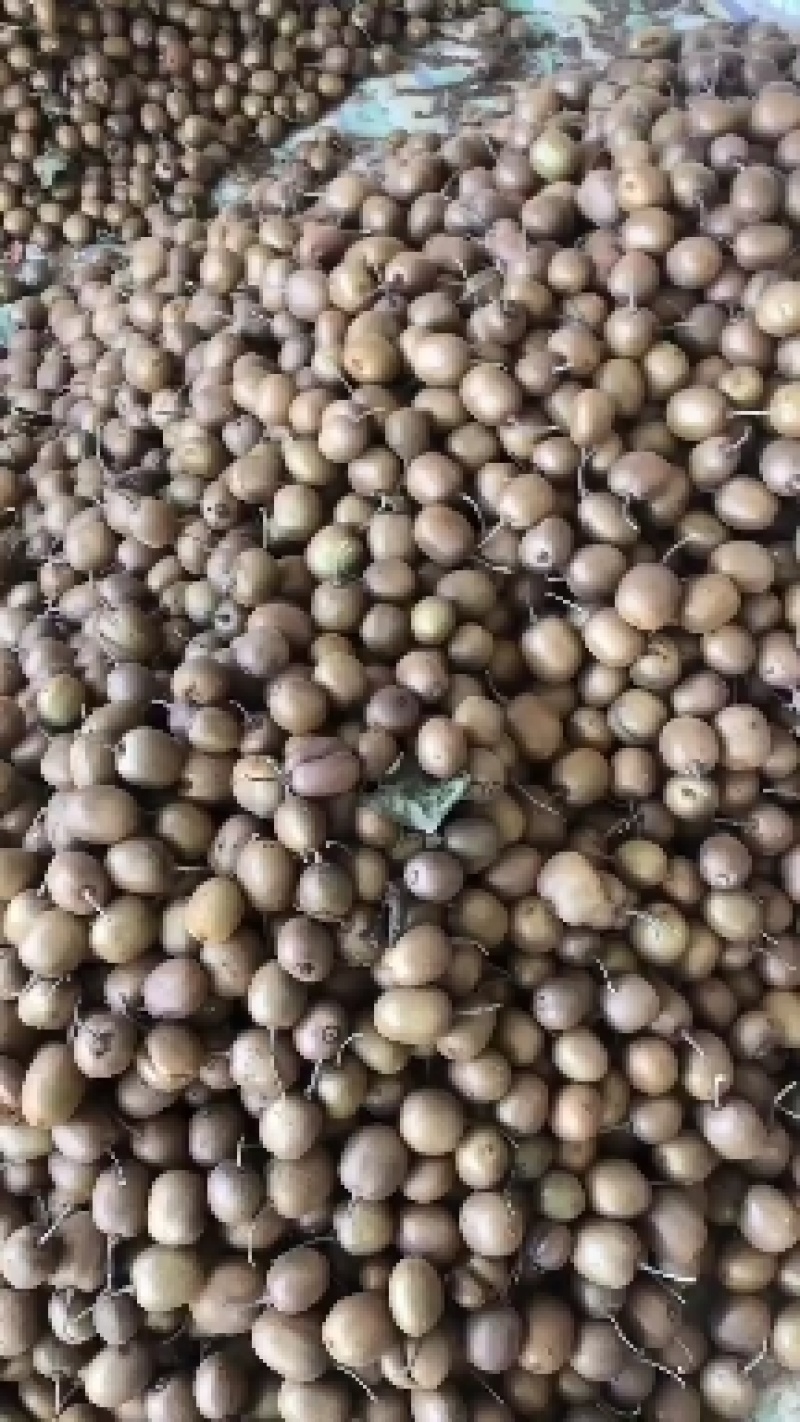 40-80克小果徐香翠香零卖批发的老板欢迎采