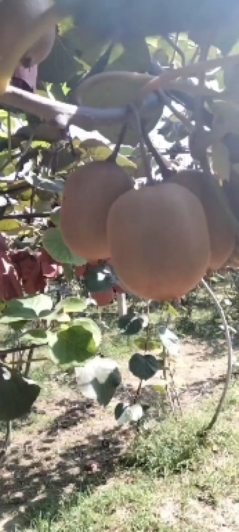 40-80克小果徐香翠香零卖批发的老板欢迎采