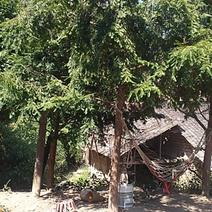 红豆杉乔木，胸径10-18cm，树高3一6米