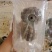 赣南粉红黑老虎布福娜酒饭团恶魔果实大量批发
