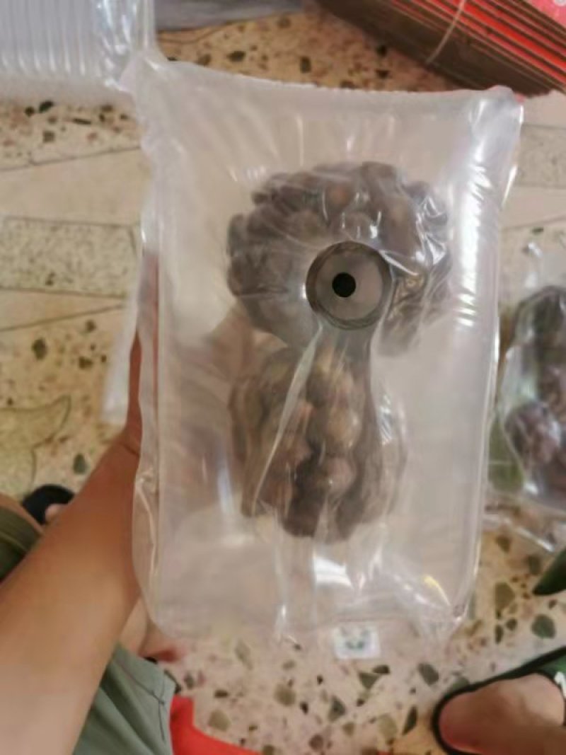 赣南粉红黑老虎布福娜酒饭团恶魔果实大量批发