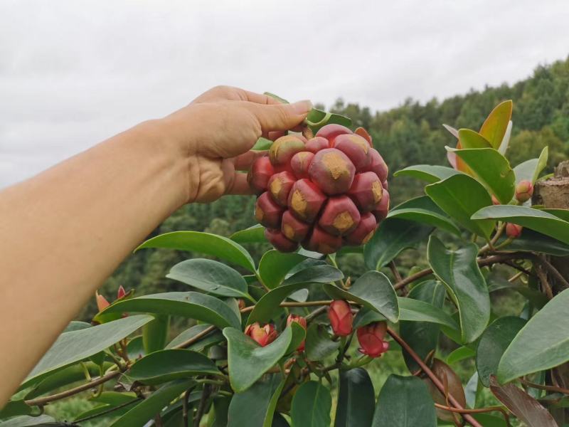 赣南粉红黑老虎布福娜酒饭团恶魔果实大量批发