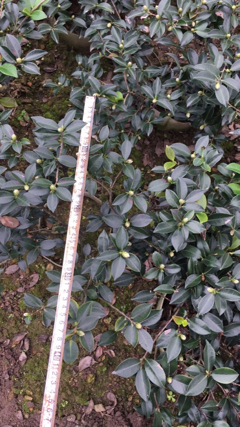 茶花和茶梅欢迎老板些前来发财.量大从优货品正宗马上就要到盛开