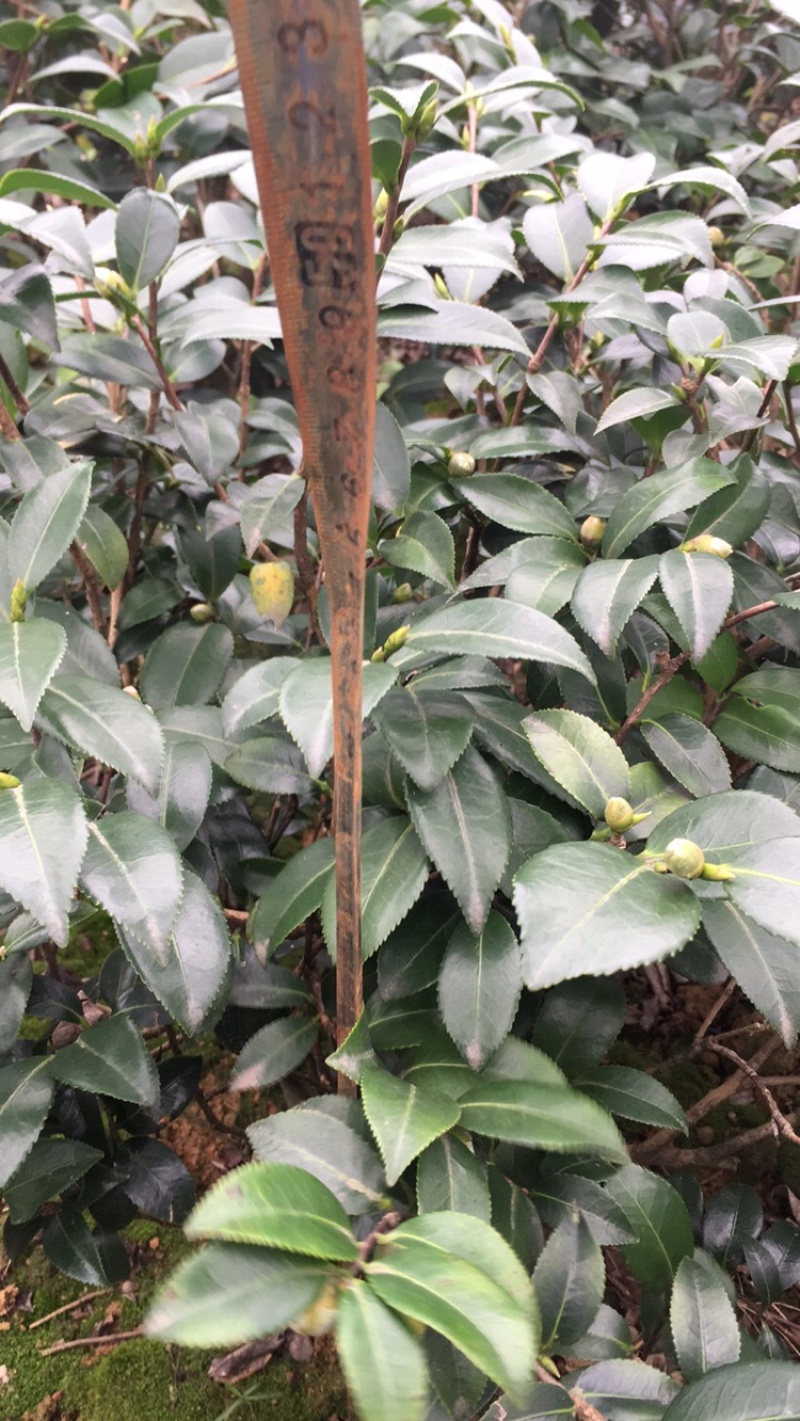 茶花和茶梅欢迎老板些前来发财.量大从优货品正宗马上就要到盛开