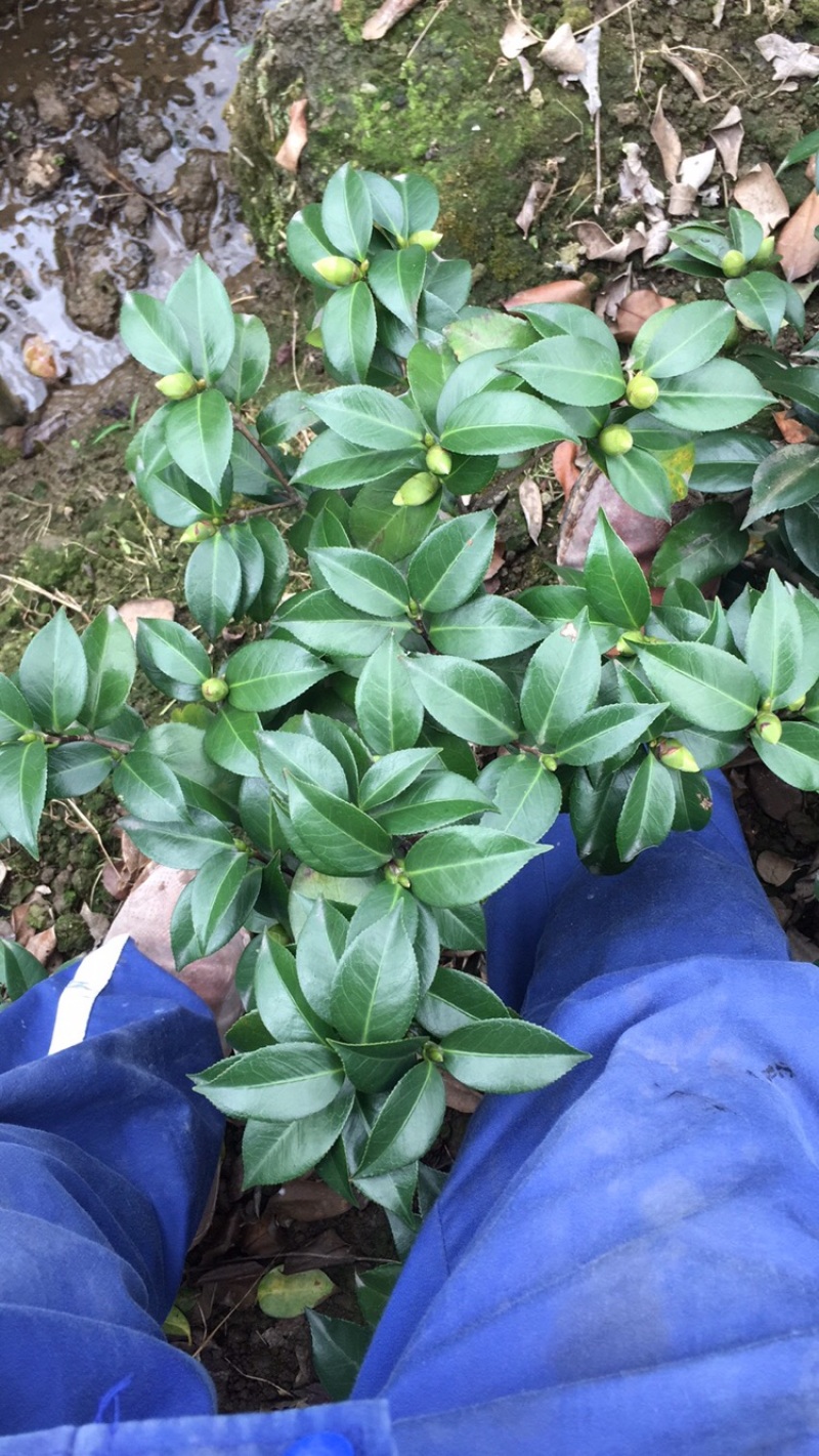 茶花和茶梅欢迎老板些前来发财.量大从优货品正宗马上就要到盛开