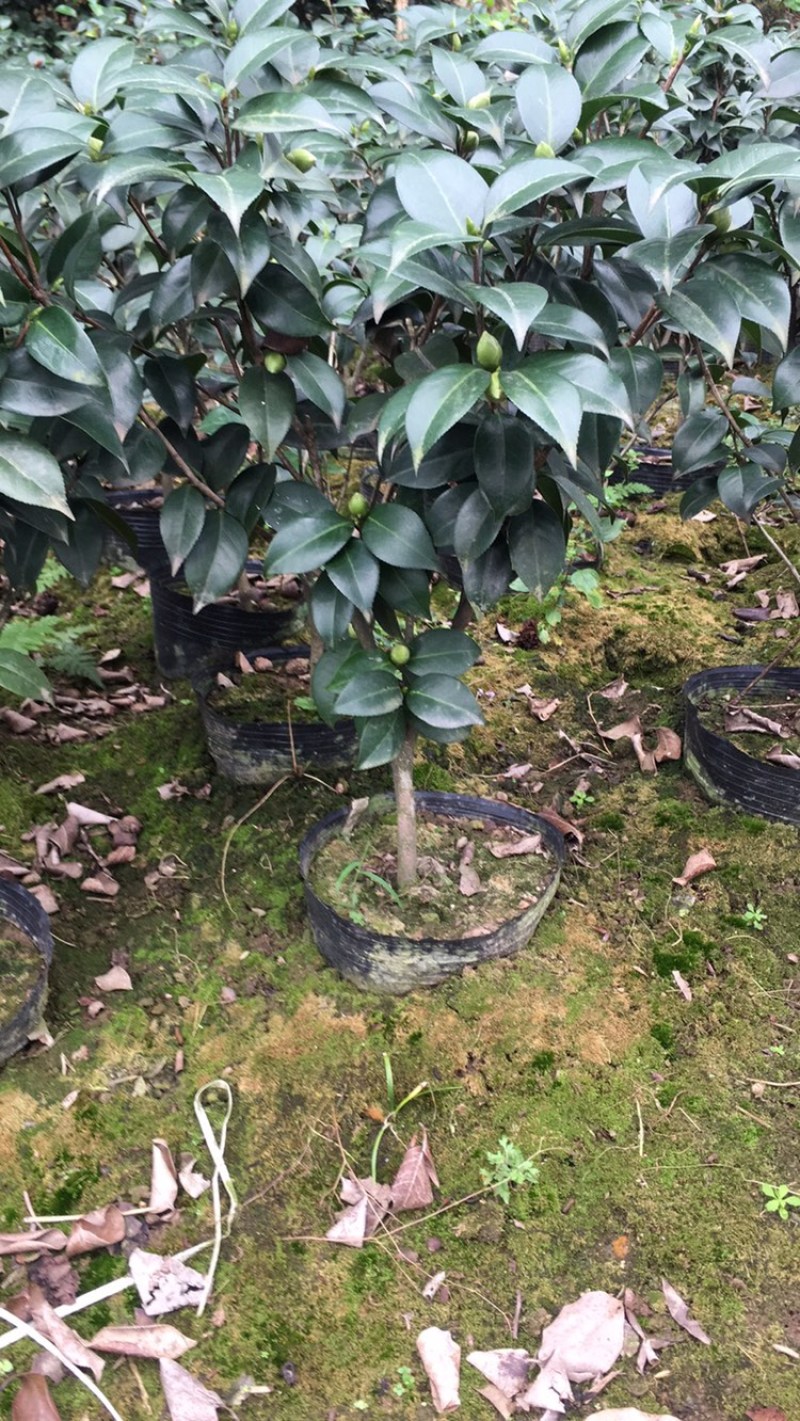 茶花和茶梅欢迎老板些前来发财.量大从优货品正宗马上就要到盛开