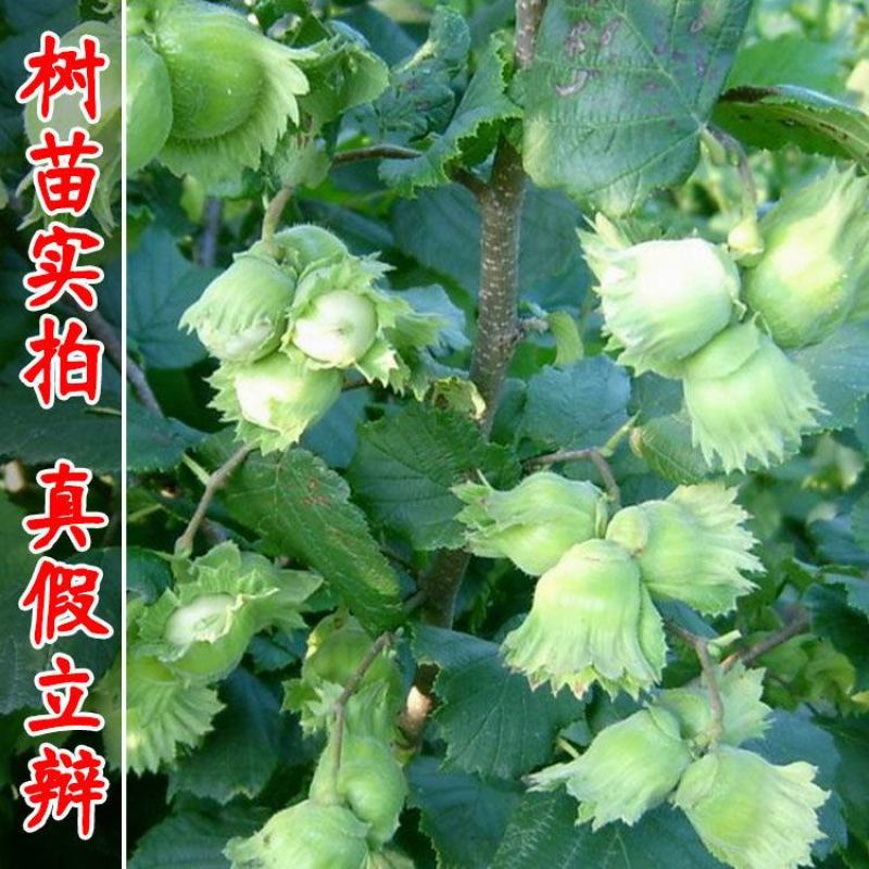 美国大榛子树苗辽榛玉坠平欧大榛子苗树结果苗南北方种植