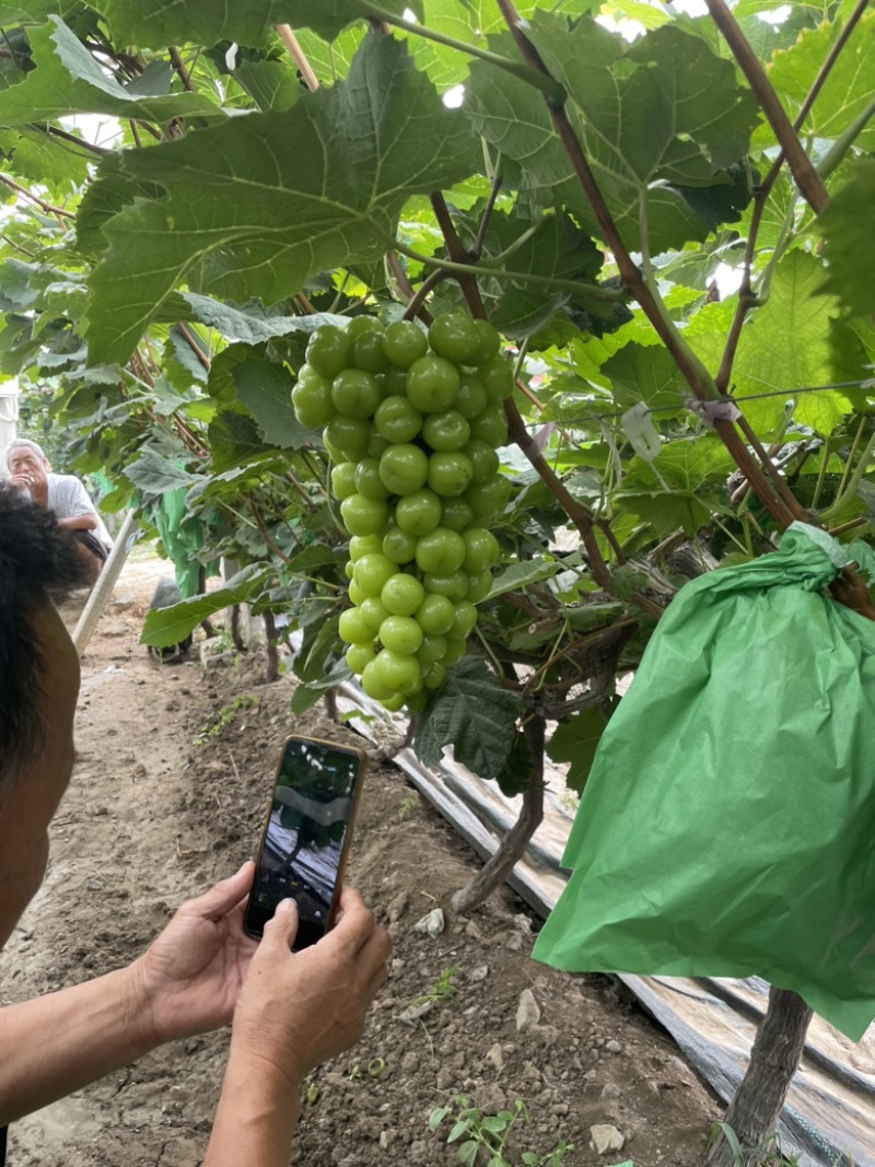阳光玫瑰大量上市，颗粒随型精品，口感清脆，超甜口味。