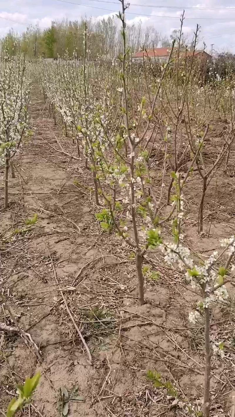 吉林省四平市梨树县苗木基地直发李子苗，品种多