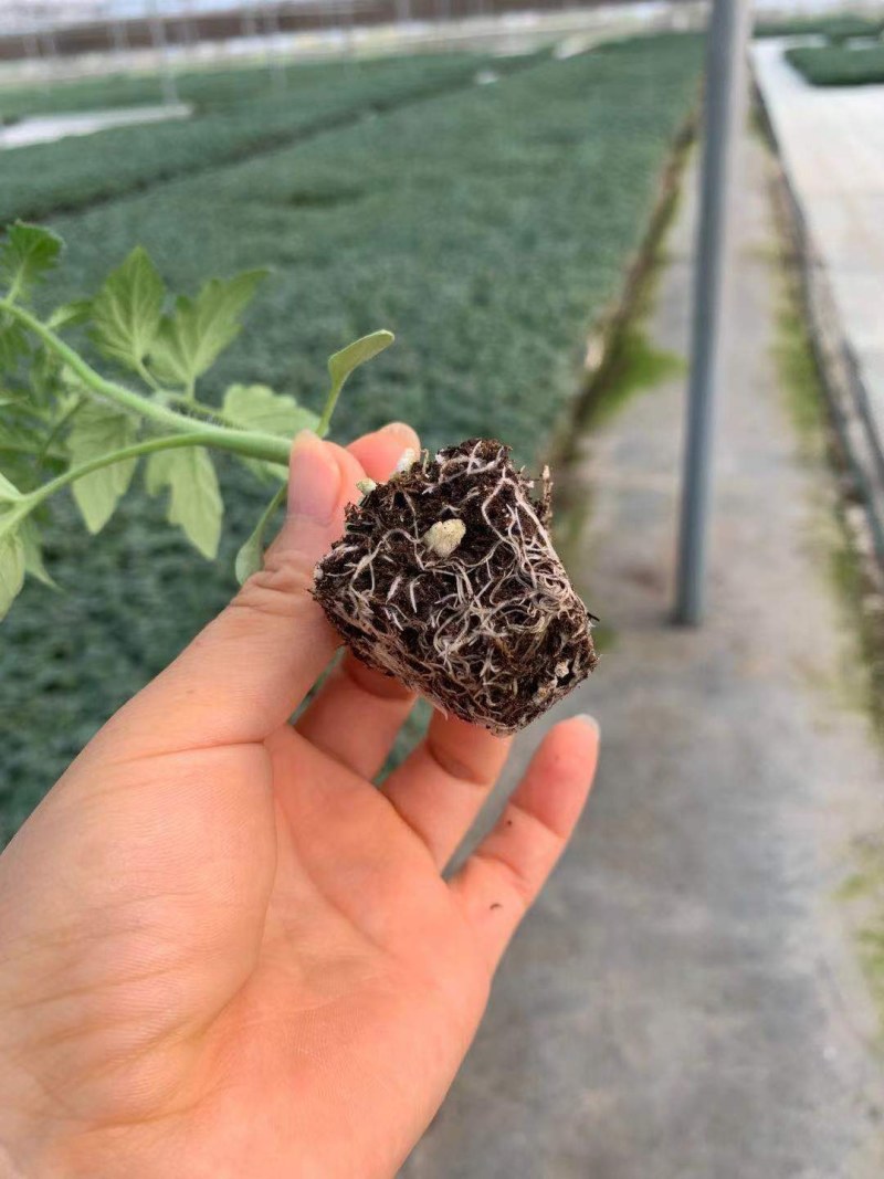小绿番茄苗绿色圣女果苗小绿樱桃番茄苗水果小西红柿苗