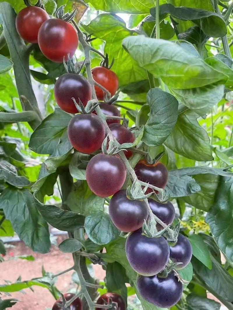 小黑番茄苗彩色小番茄苗采摘园种小柿子苗果20克左右