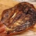 干鹿胎梅花鹿干鹿胎全国包邮女性的滋补圣品