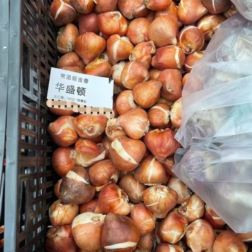 郁金香种球，进口郁金香种球，郁金香自然球