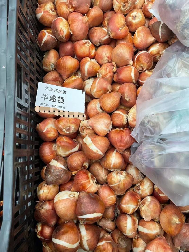 郁金香种球，进口郁金香种球，郁金香自然球