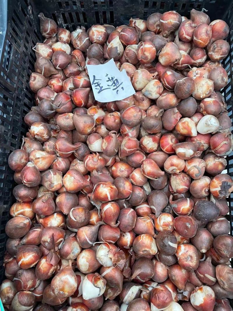 郁金香种球，进口郁金香种球，郁金香自然球