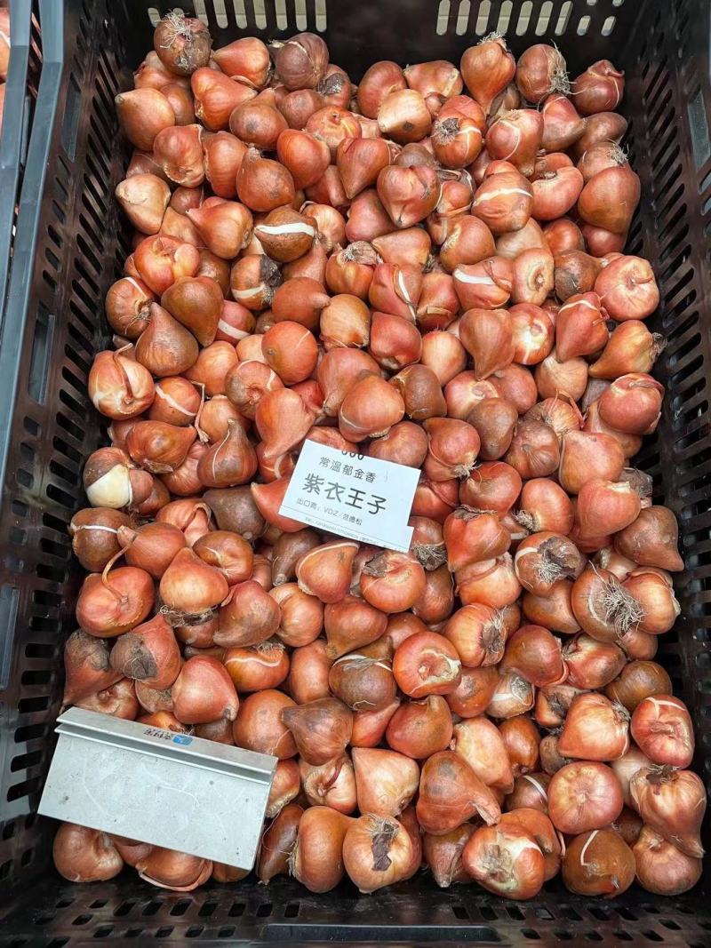 郁金香种球，进口郁金香种球，郁金香自然球