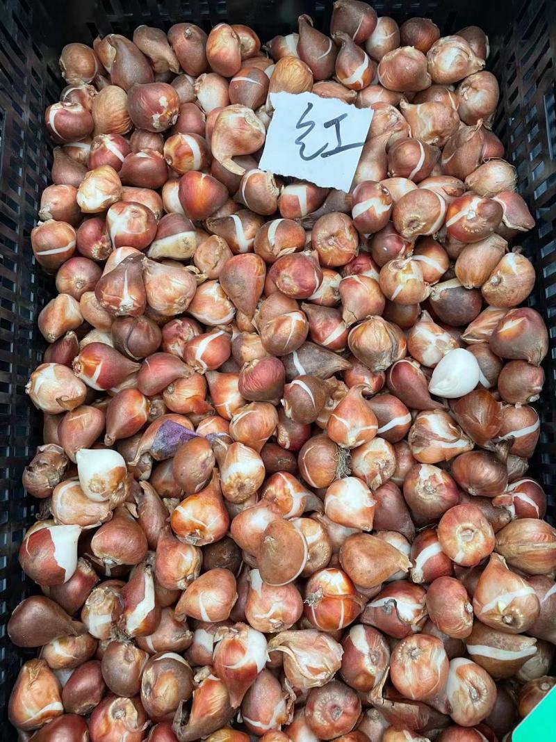 郁金香种球，进口郁金香种球，郁金香自然球